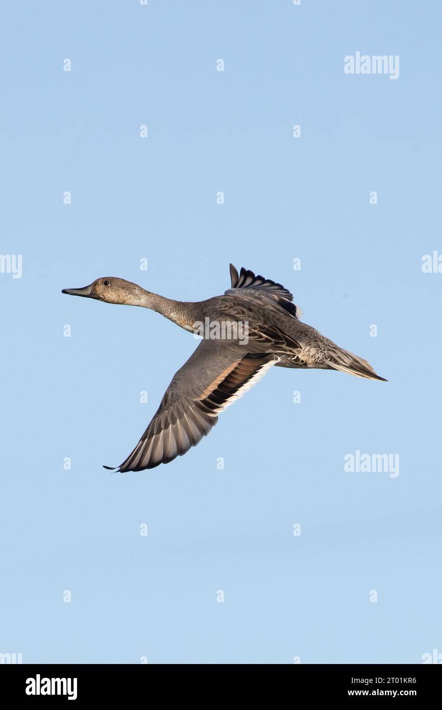 Northern Pintail (anas Acuta) Eclipse Drake Norfolk September 2023 