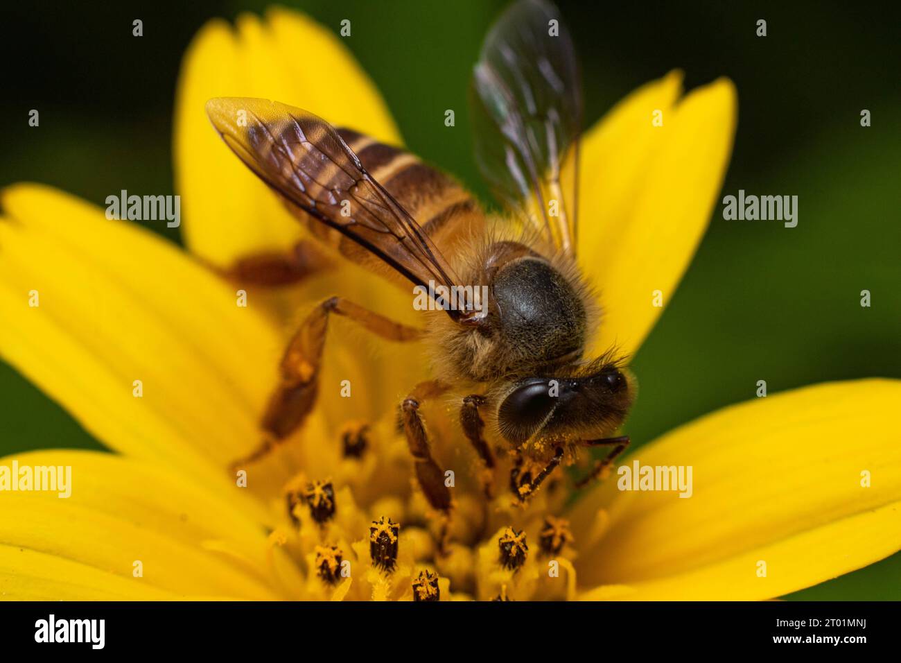 A honey bee is spotted eating some nectar of yellow wedelia flower under a macro photography style taken in Karangasem, Bali Indonesia Stock Photo