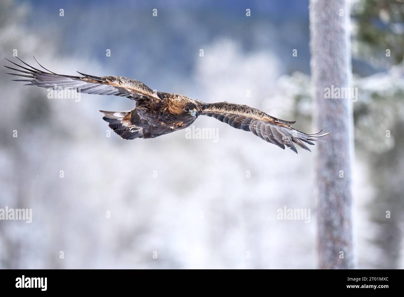 Golden eagle in its natural environment Stock Photo