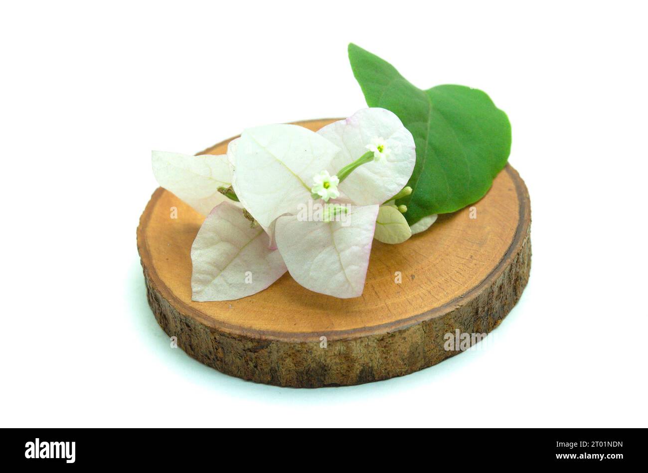 A rustic and minimalist image of a small White Bougainvillea Flower resting on a wooden slice. This asset is perfect for creating nature-themed design Stock Photo