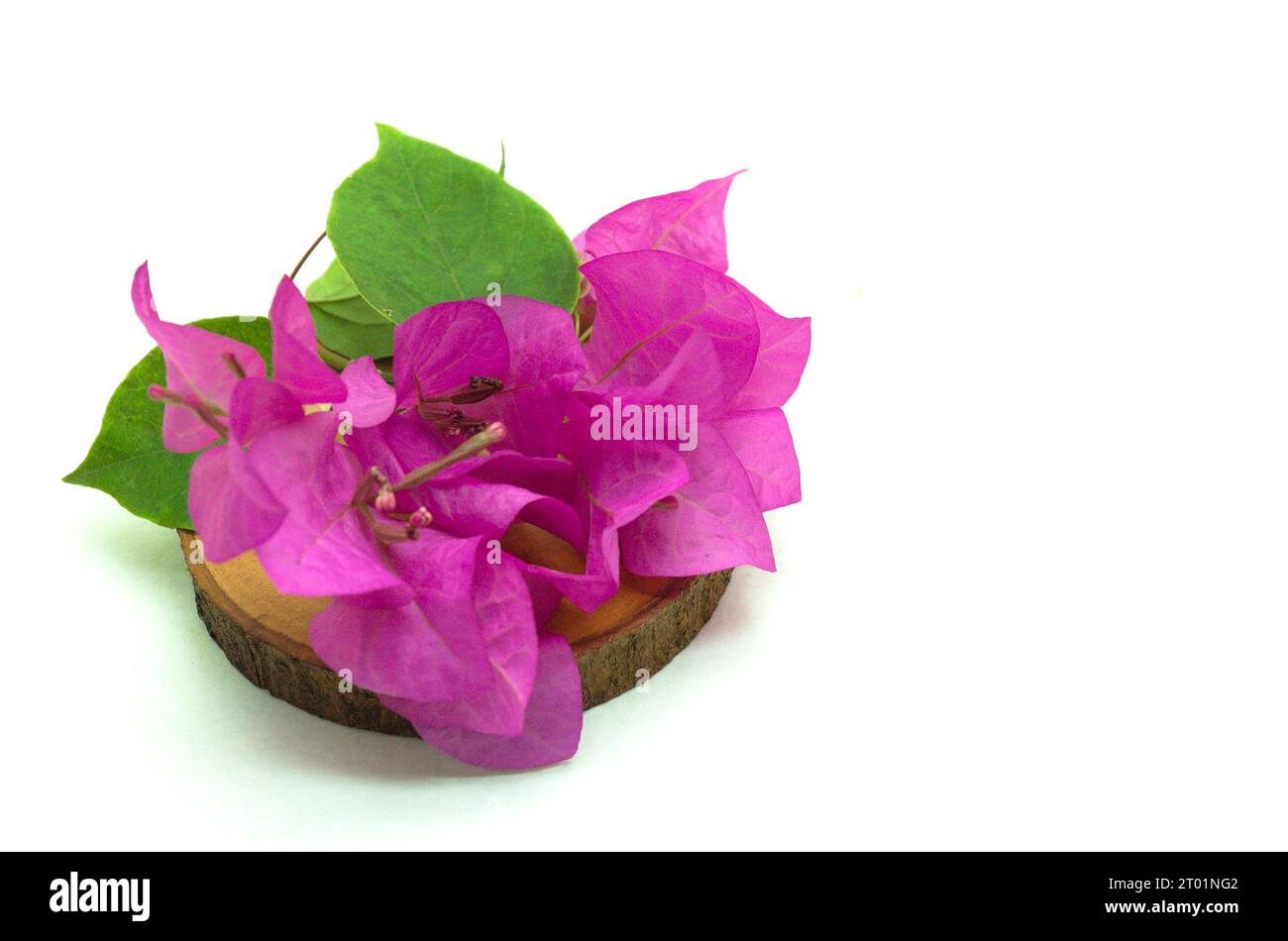 A rustic and minimalist image of a small Pink Bougainvillea Flower resting on a wooden slice at left side. This asset is perfect for creating nature-t Stock Photo