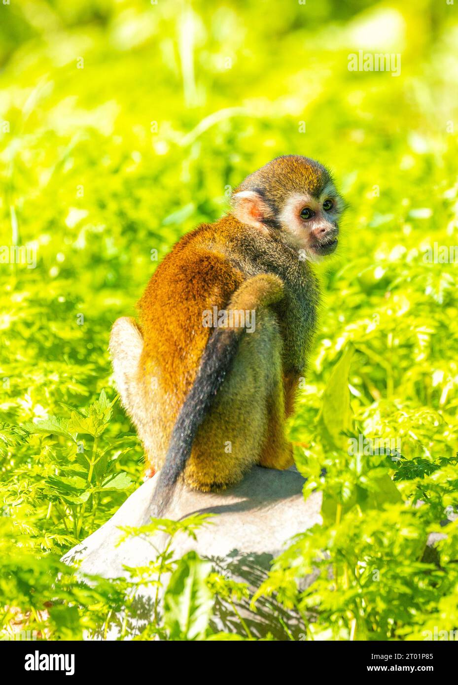 The Common Squirrel Monkey (Saimiri sciureus), native to South America ...