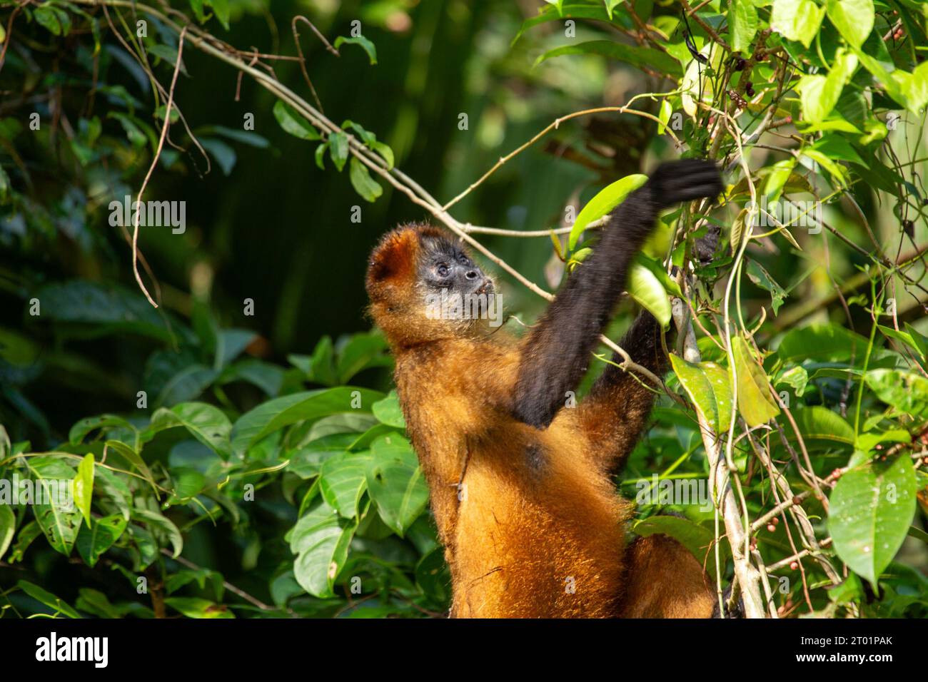 Geoffroy's Spider Monkey (Ateles geoffroyi) is a graceful primate found in Central America's lush rainforests, known for its long limbs and prehensile Stock Photo