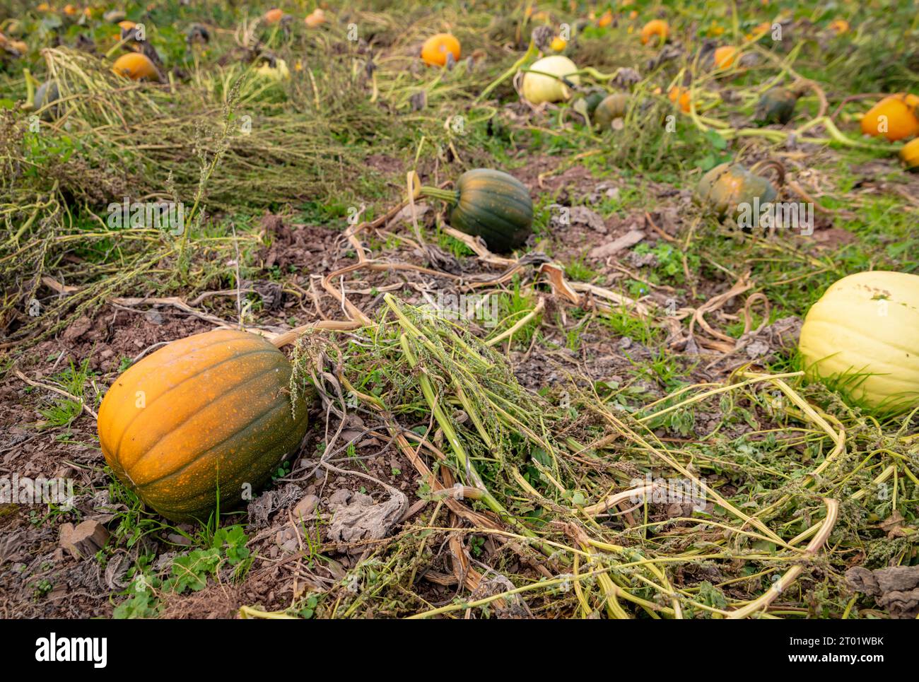 Totnes, UK. 3rd Oct, 2023. Pumpkins ready for harvest at The Colourful