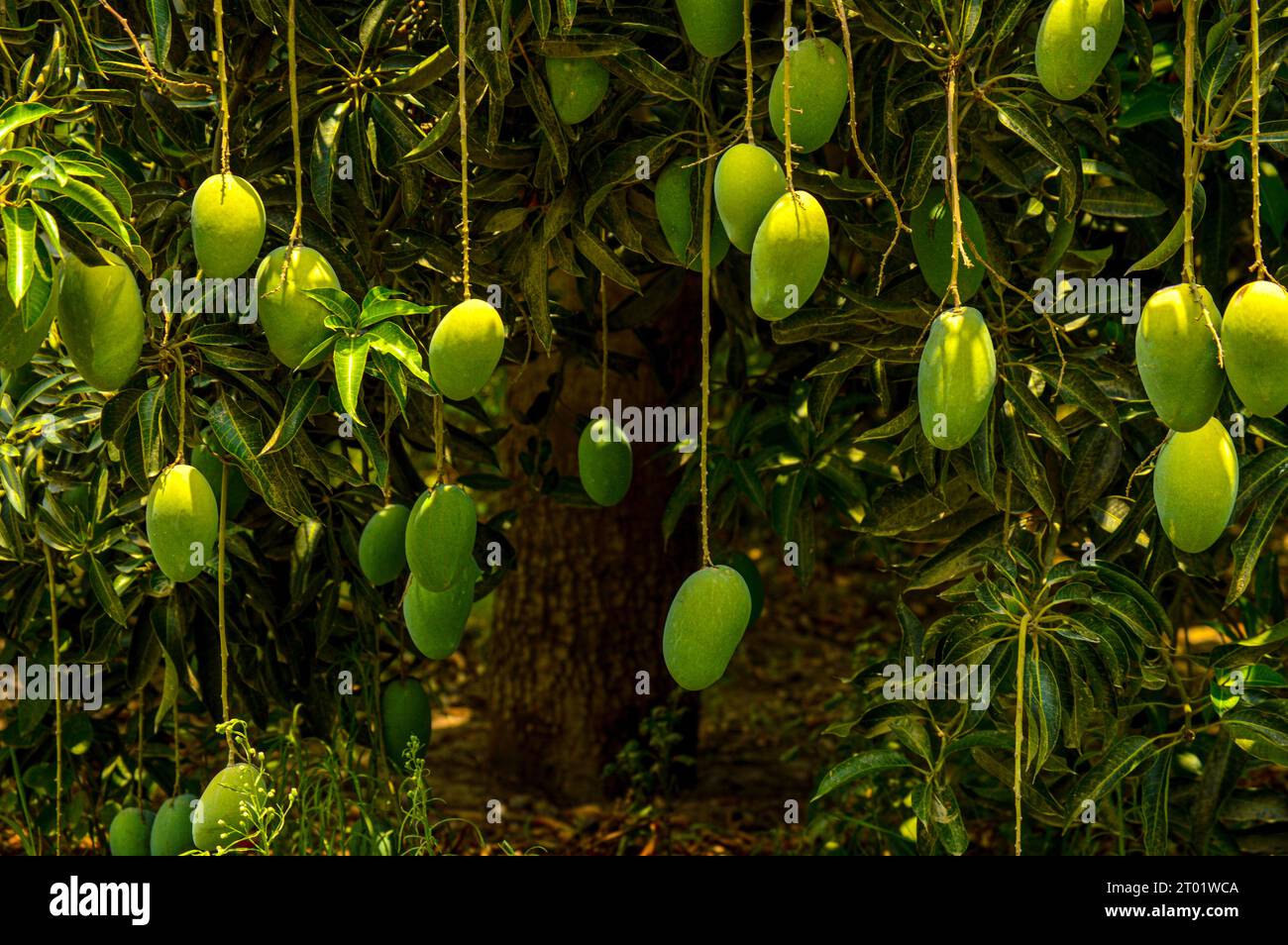 Hanging mango leaf hi-res stock photography and images - Page 3 - Alamy, image size:1300x954