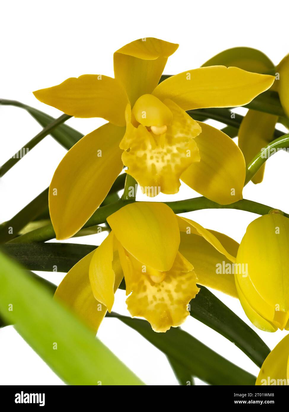 Yellow blooms in an autumn flower spray of a tender Cymbidium houseplant Stock Photo