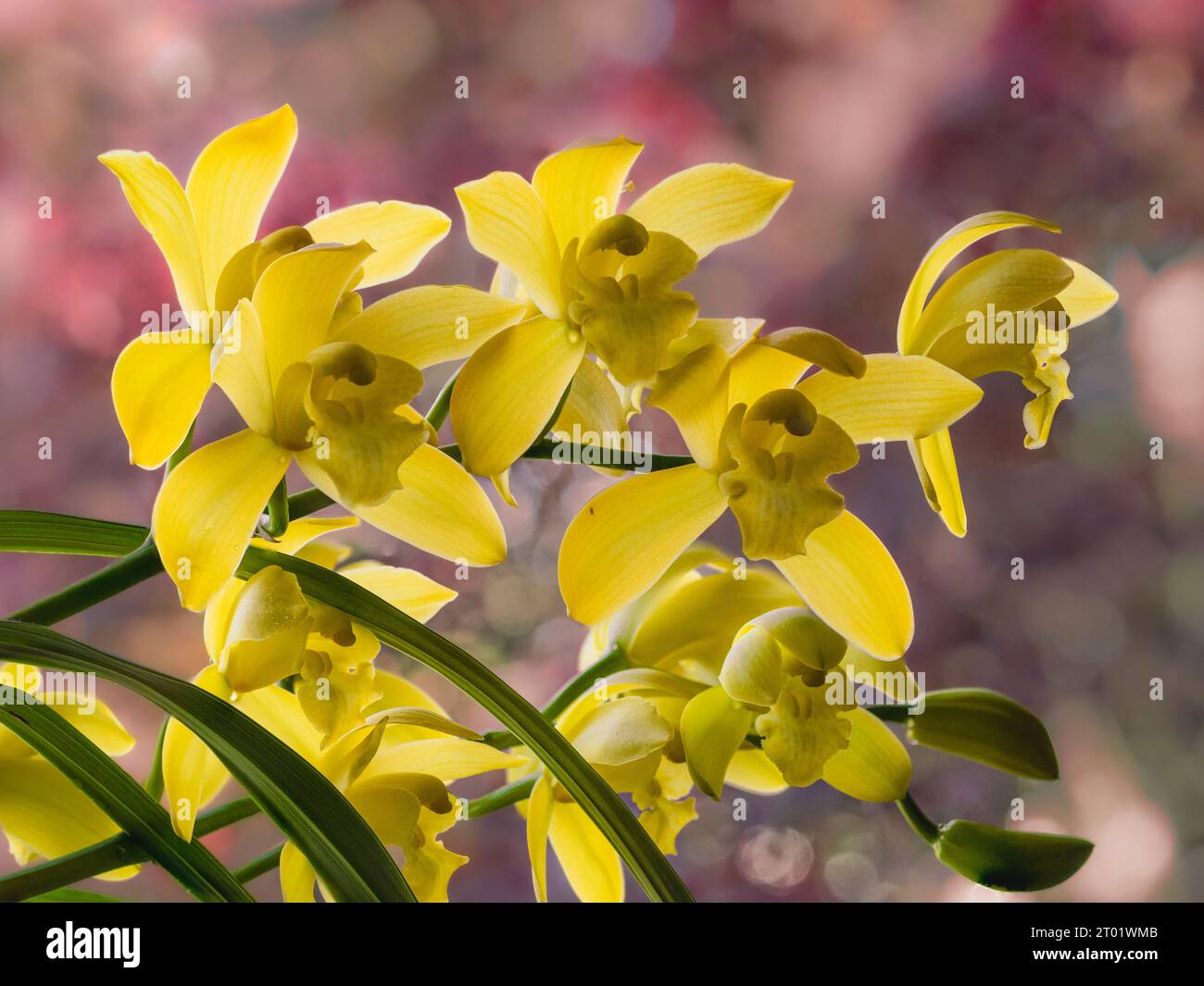 Yellow blooms in an autumn flower spray of a tender Cymbidium houseplant Stock Photo