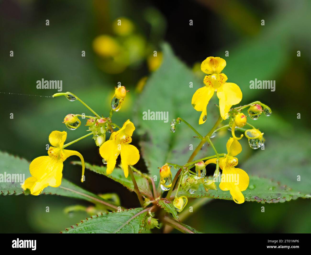 Dew draped yellow late summer to autumn flowers of the self-seeding hardy annual balsam, Impatiens racemosa Stock Photo