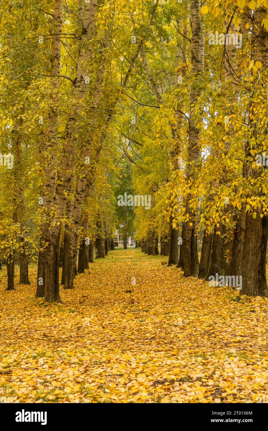 Beautiful romantic alley in a park with colorful trees and sunlight ...