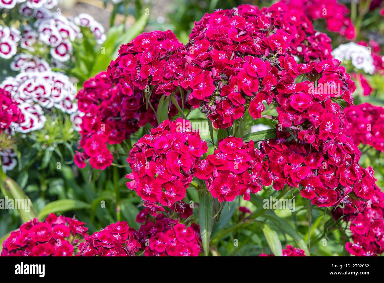 Red flowers of Dianthus barbatus, the sweet William, a species of flowering plant in the family Caryophyllaceae. Stock Photo