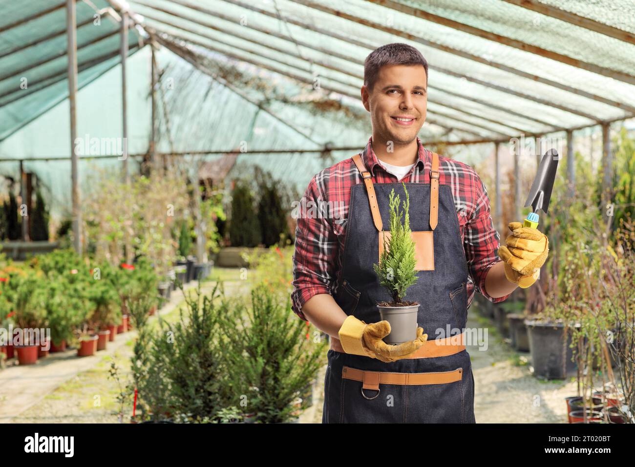 Gardener with a small tree in a pot and a spade standing inside a greenhouse Stock Photo