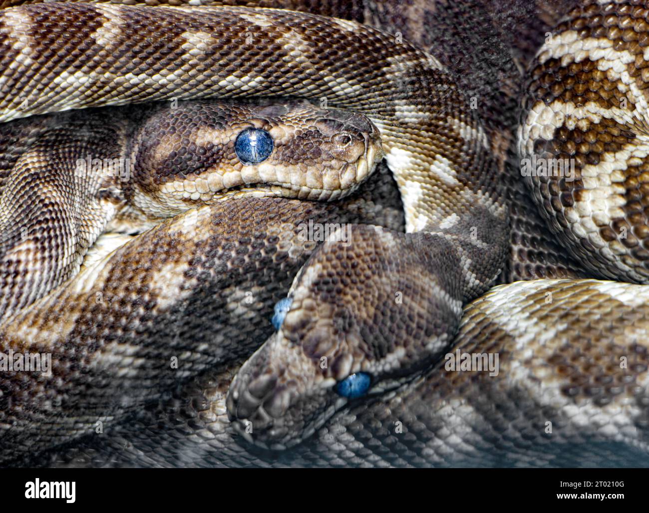 The couple of the rough-scaled python (Morelia carinata) Stock Photo