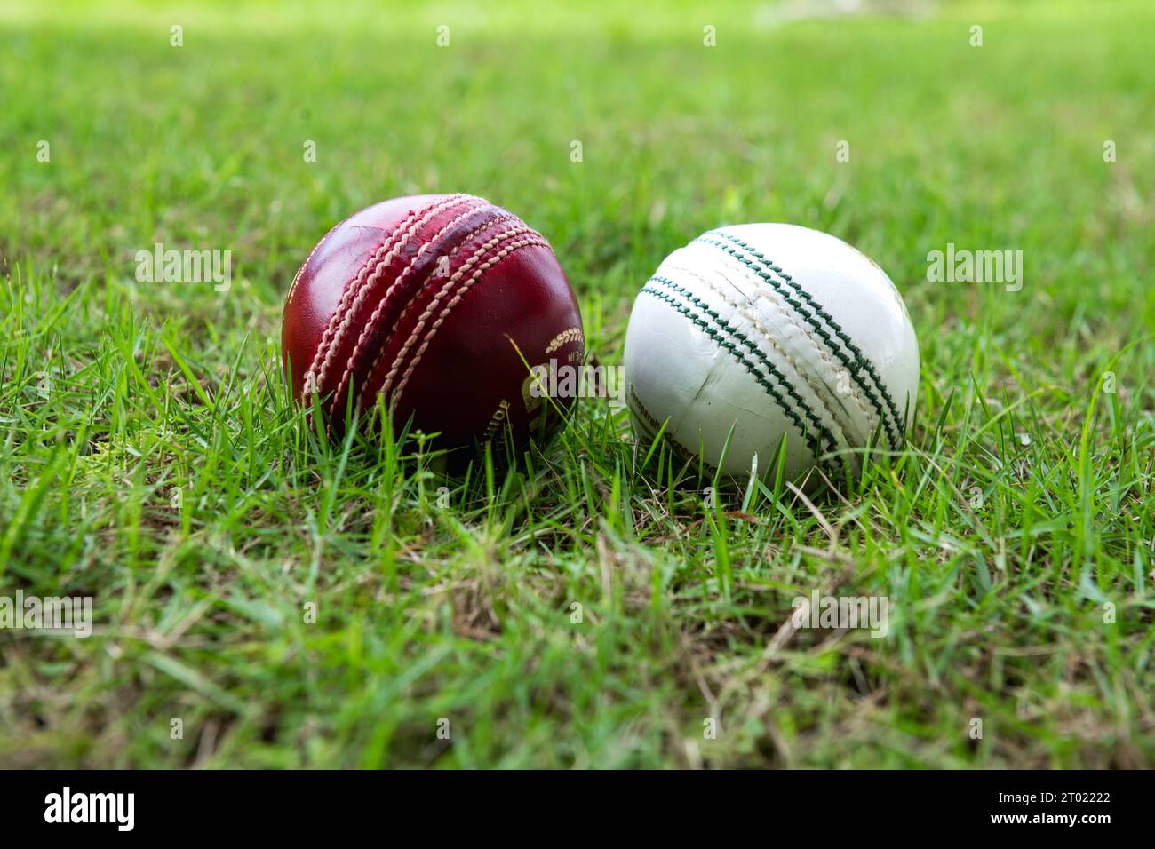 Cricket balls on playing field Stock Photo Alamy