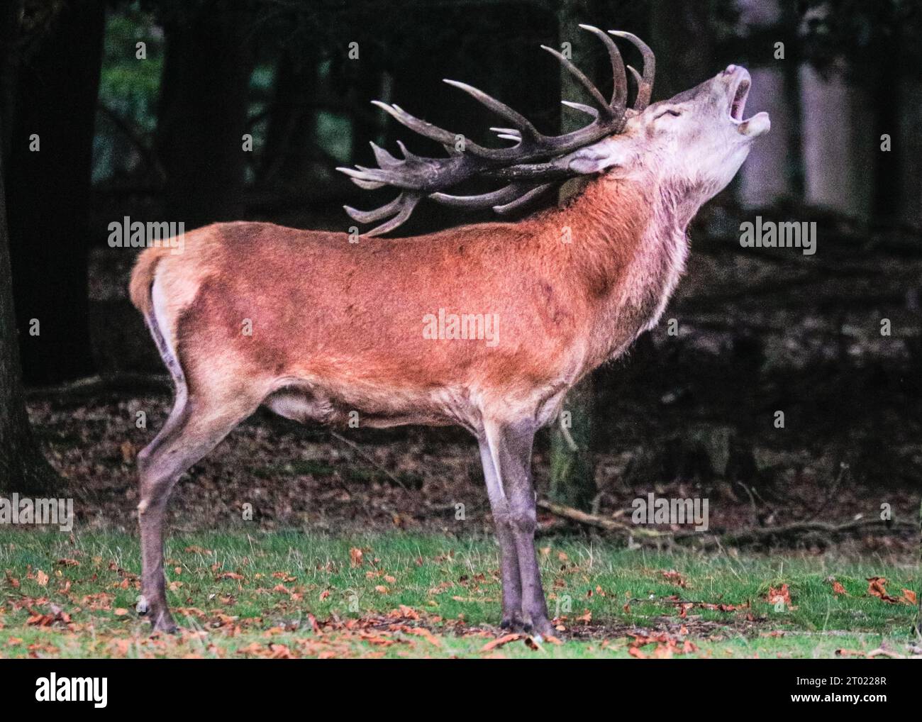 Ready for the rut hi-res stock photography and images - Alamy