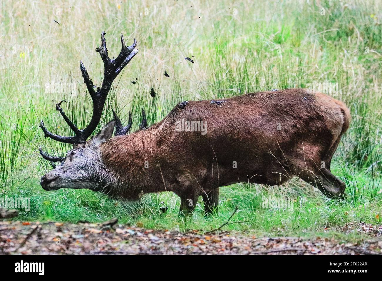 Ready for the rut hi-res stock photography and images - Alamy