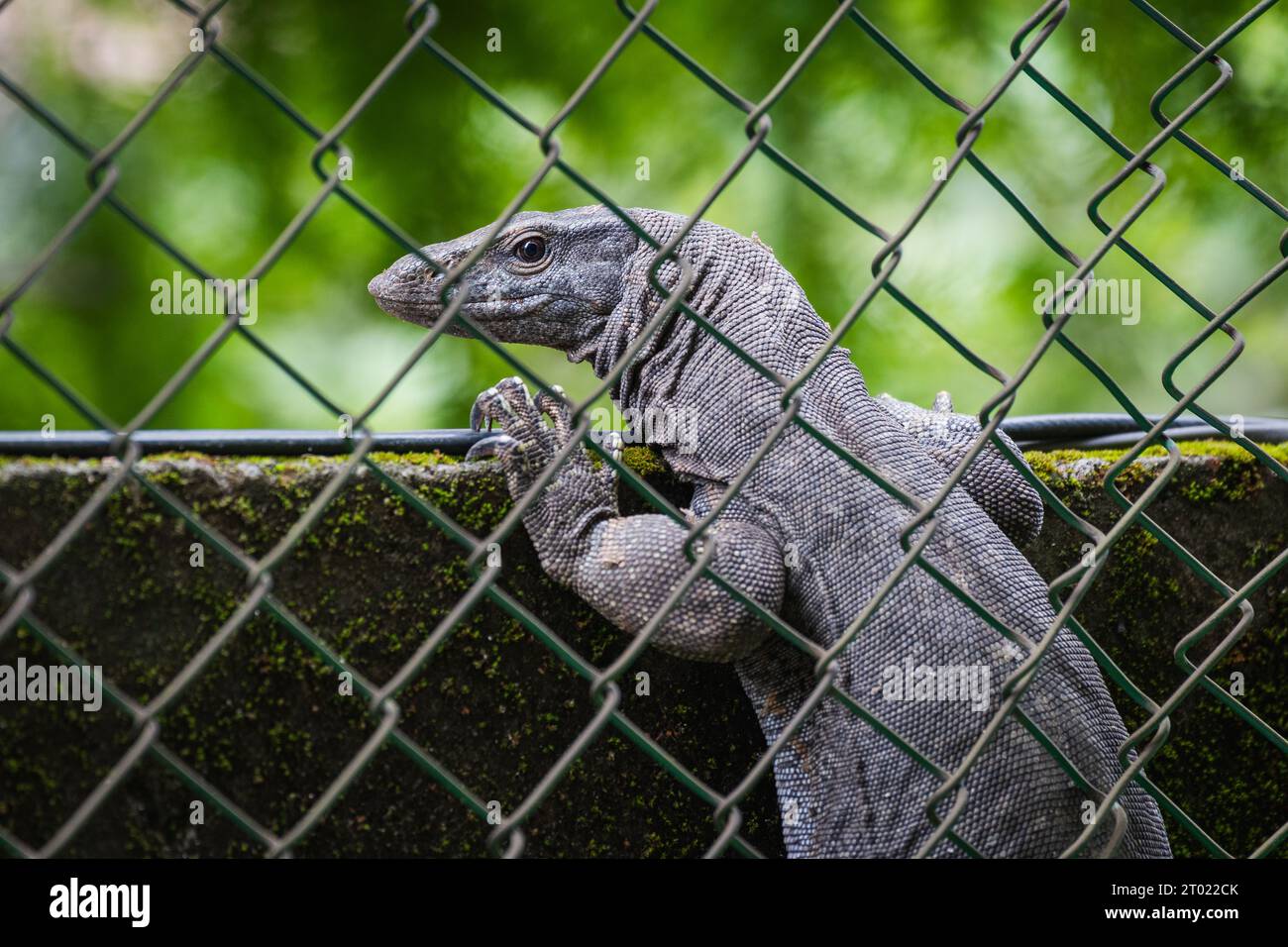 Monitor Lizard at Kochi, Kerala Stock Photo Alamy