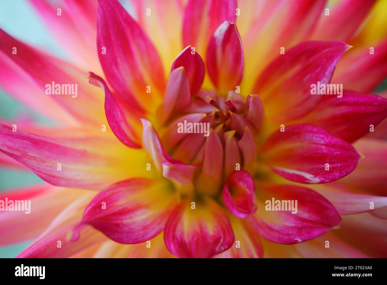A macro close up of a Dahlia flower. Stock Photo