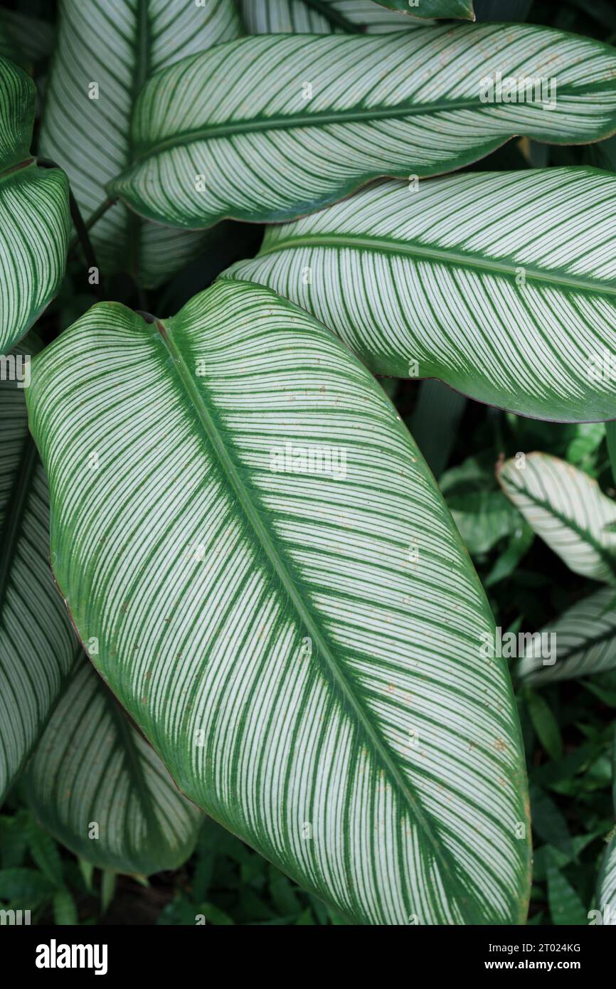 Calathea white star hi-res stock photography and images - Alamy