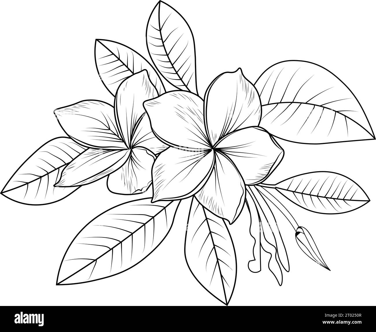 outline plumeria drawing, tattoo outline plumeria drawing, black