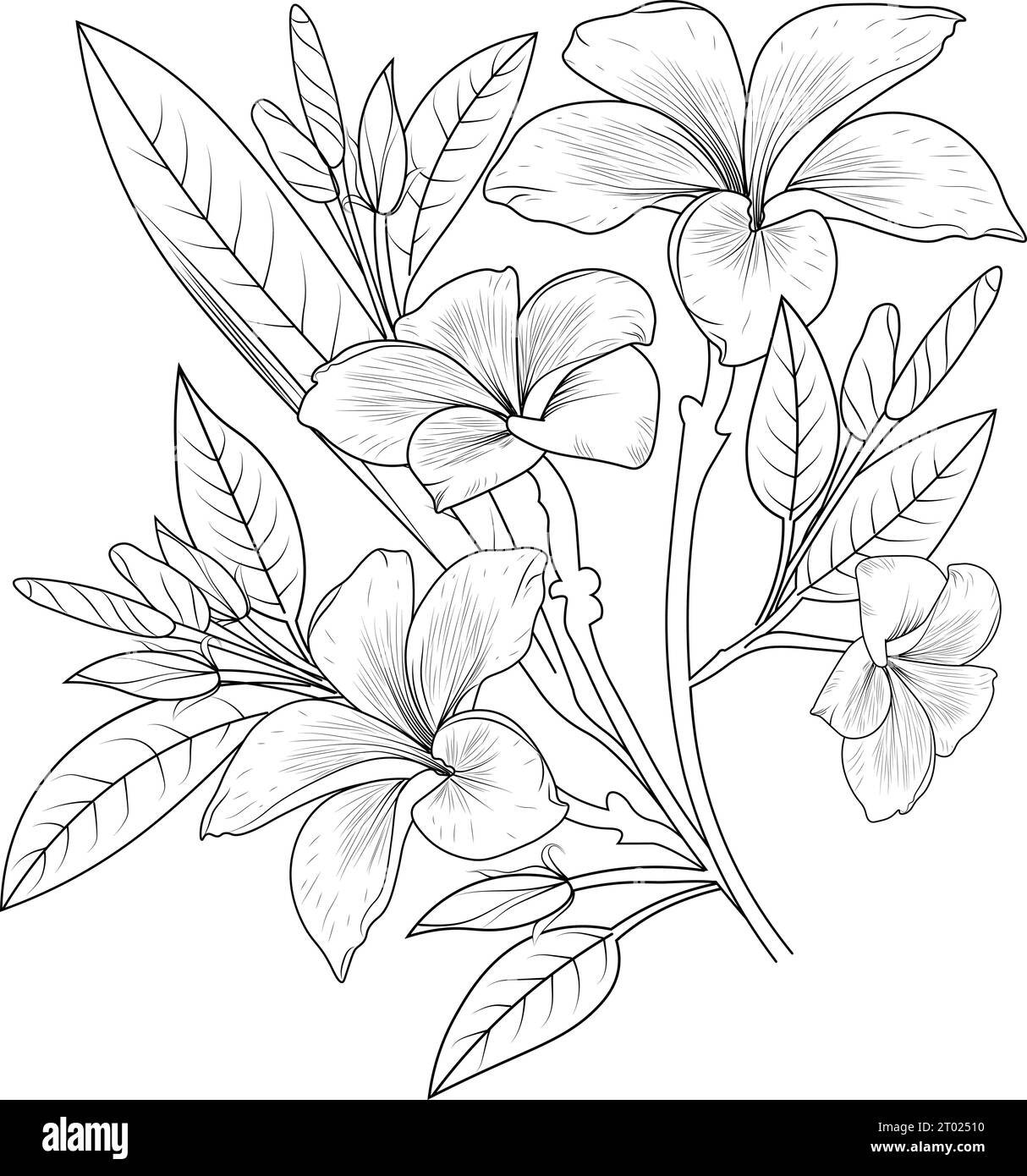 realistic frangipani flower drawing, realistic frangipani flower