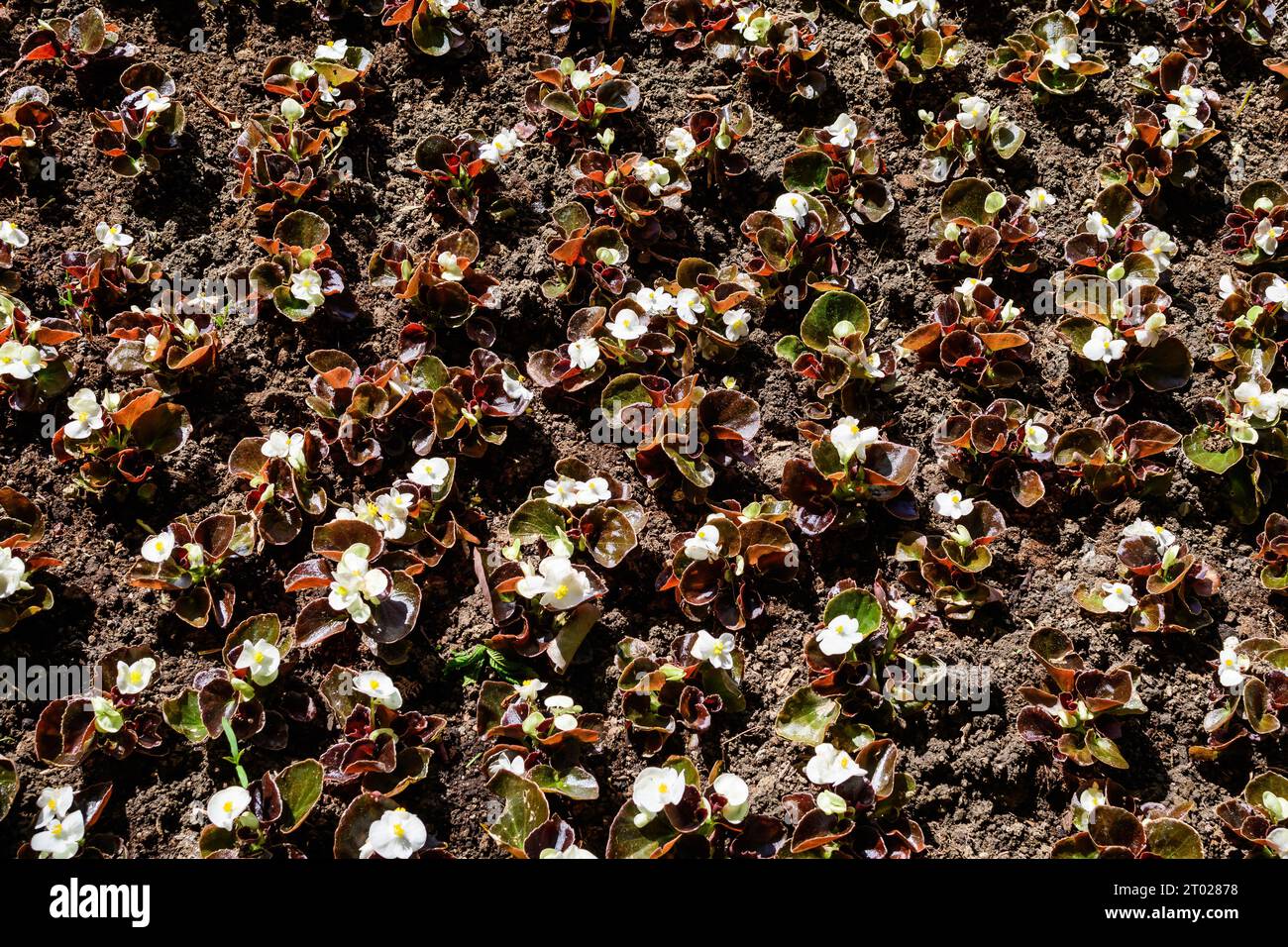 Top view of many small white begonia flowers with fresh green leaves in a sunny spring day, perennial flowering plants in the family Begoniaceae, vivi Stock Photo