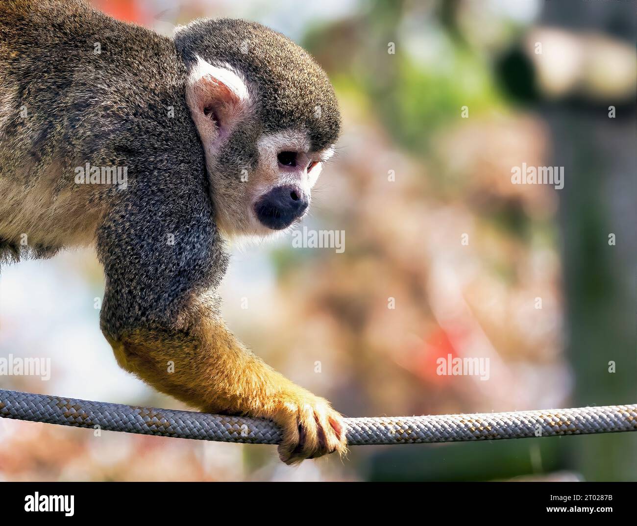 Monkey Rope Rescue Suspended rope hi-res stock photography and images - Alamy