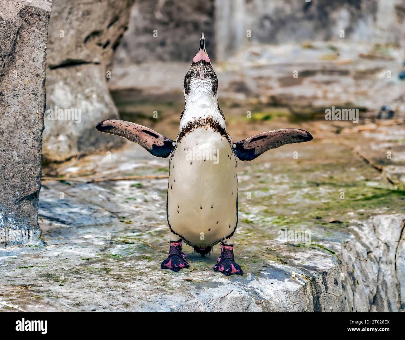 An adorable penguin stands atop a grey rock as it waves its wings ...
