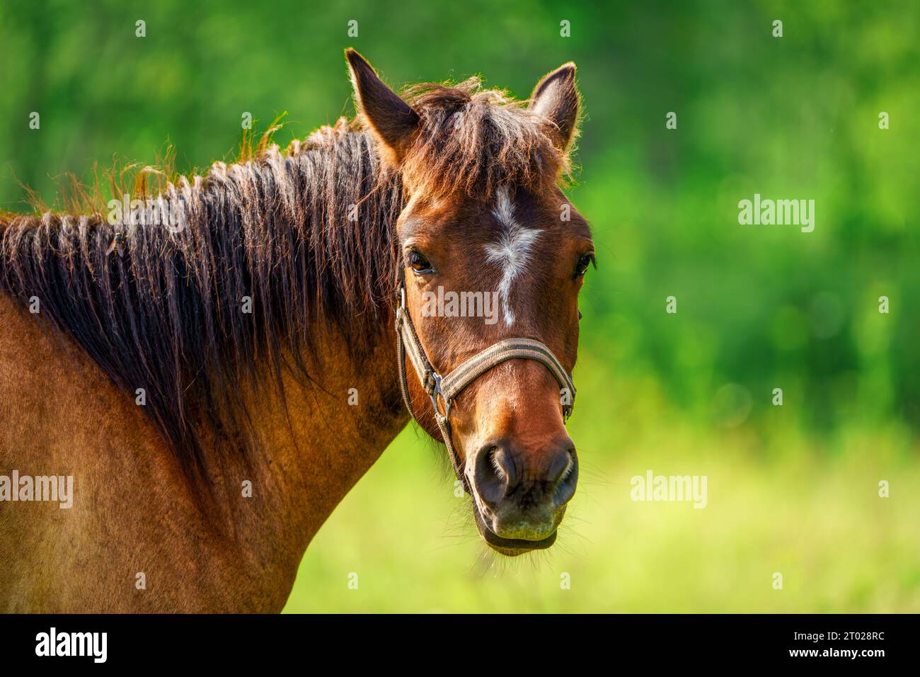 Close up horse face hi-res stock photography and images - Alamy