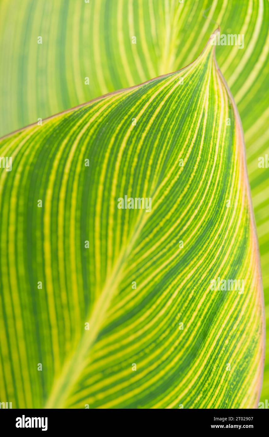 Green tropical leaf hi-res stock photography and images - Alamy