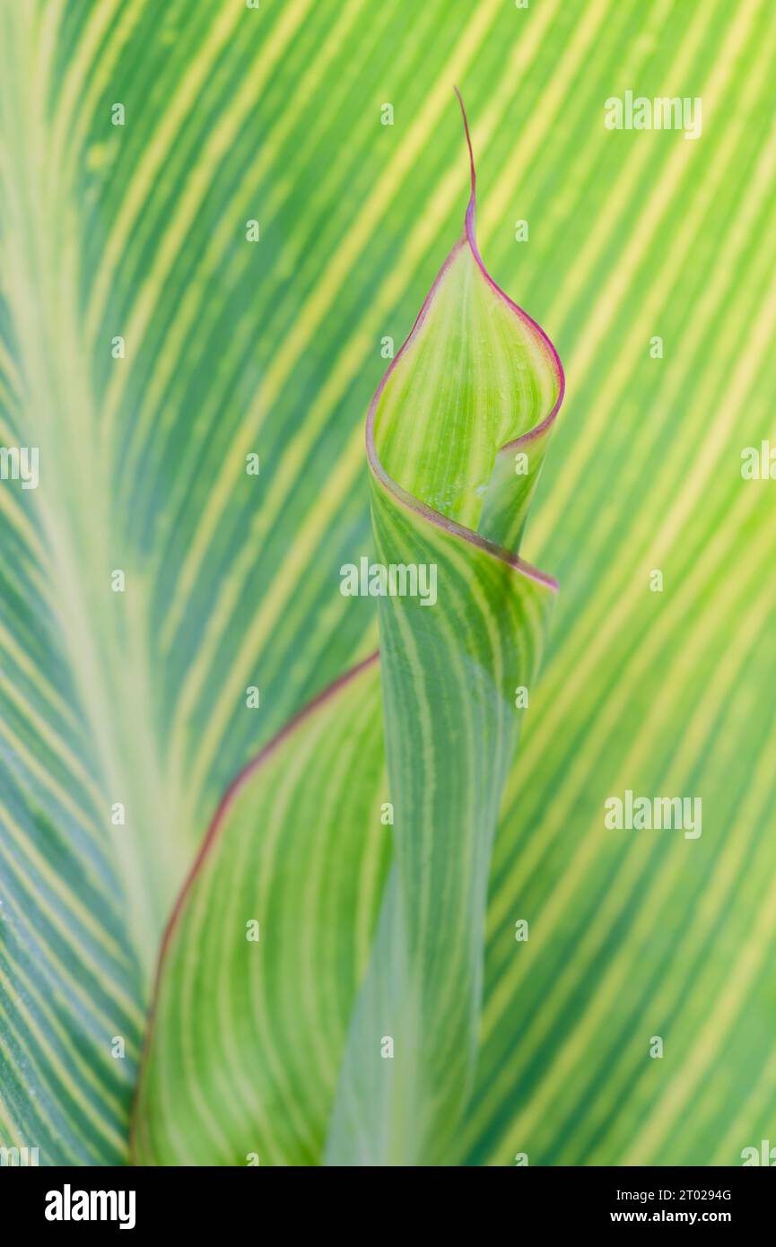 Green tropical leaf hi-res stock photography and images - Alamy