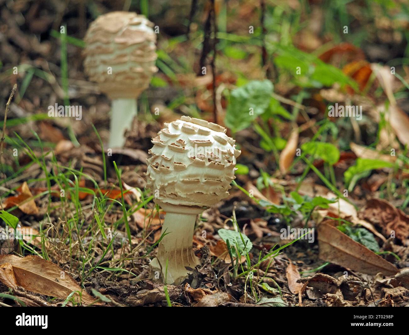 2 drumstick shaped fruiting bodies of Shaggy Parasol Chlorophyllum