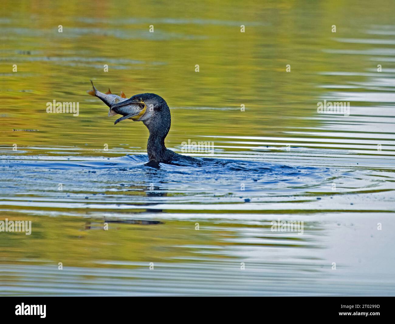 Great Cormorant (Phalacrocorax carbo) swallows fish catch of Roach (Rutilus rutilus) in inland waterway & golden green rippled reflections England UK Stock Photo