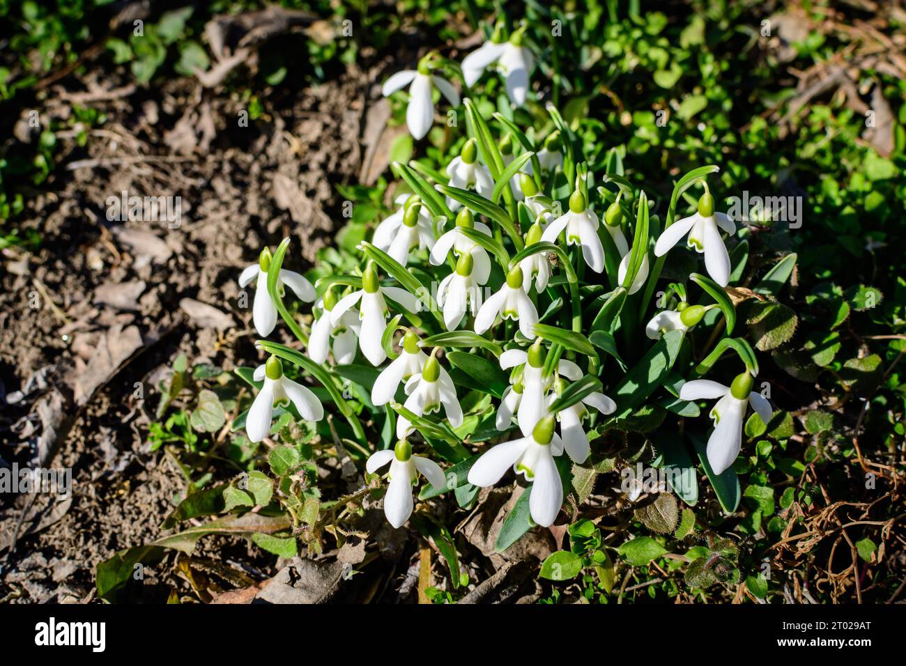 Many small and delicate white snowdrop spring flowers in full bloom in forest in a sunny spring da Stock Photo