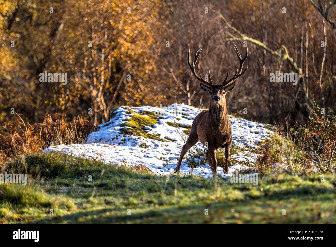 Alladale Wilderness Reserve in Scotland Stock Photo