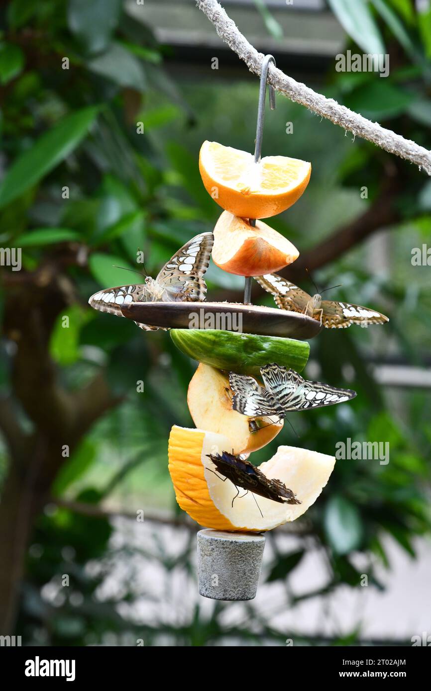 Feeding the butterflies with sweet fruits Stock Photo Alamy
