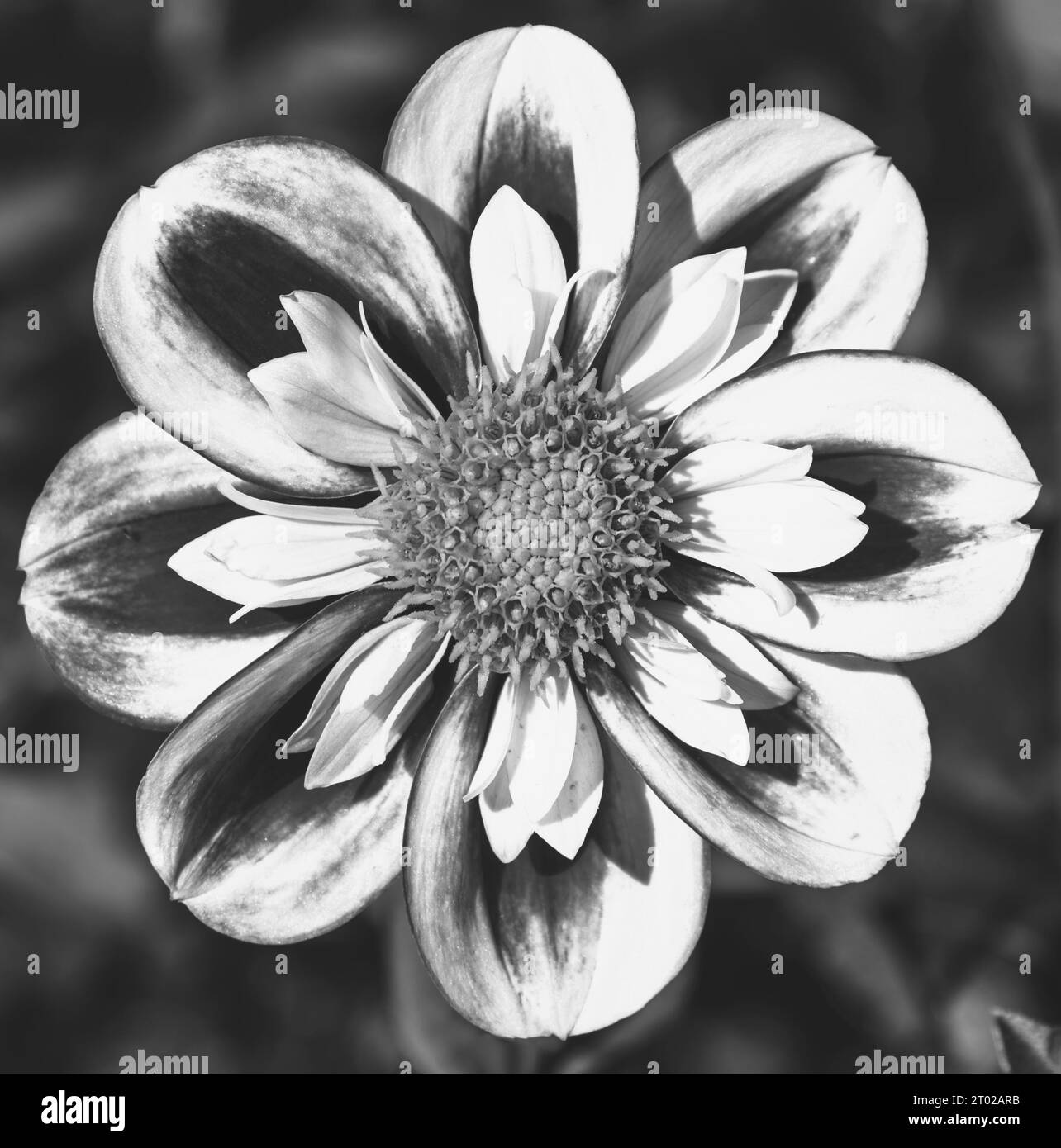 Dahlia flower  symmetric perfection. Closeup. Abstract floral art background. Black white photography. Stock Photo