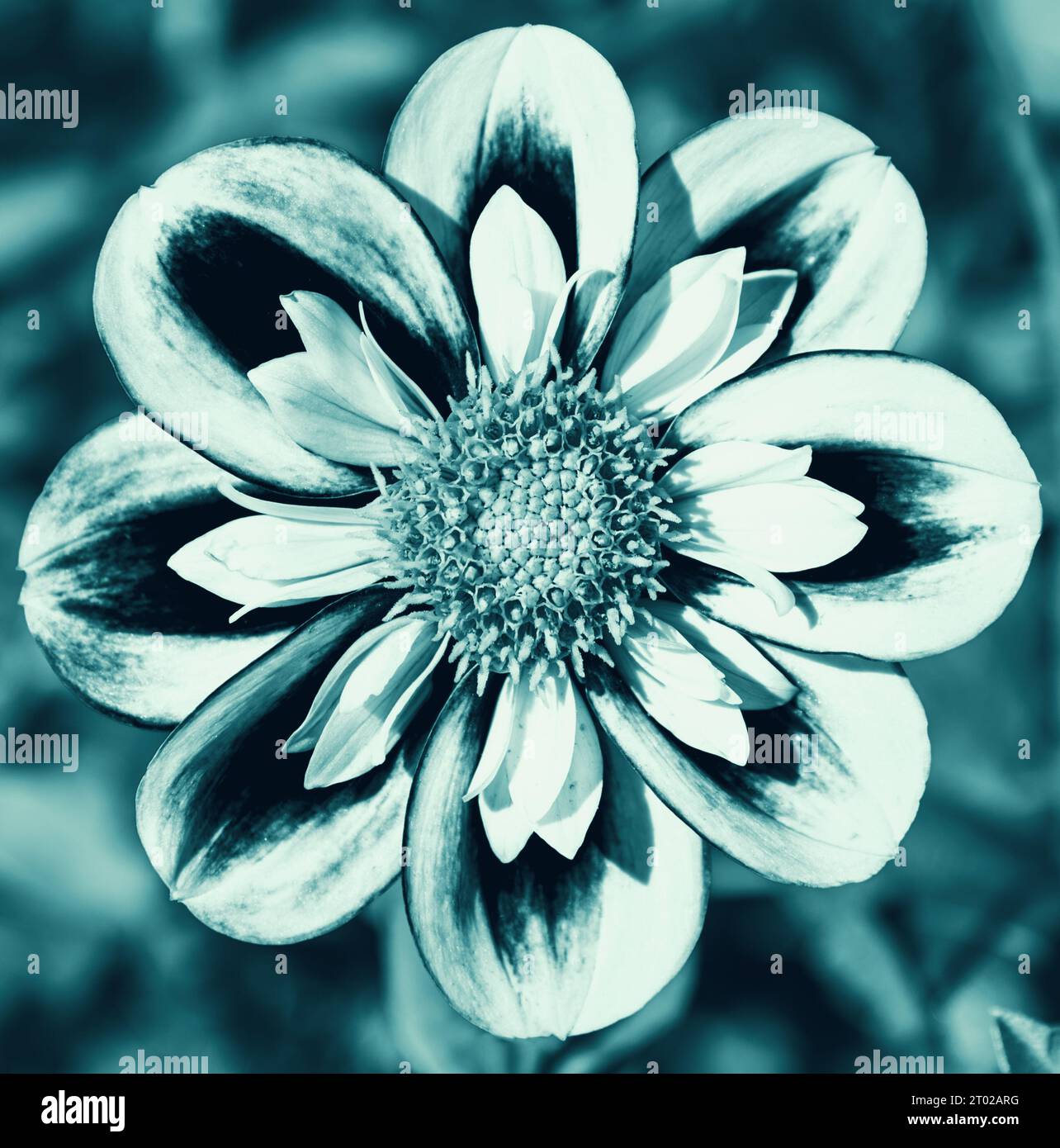 Dahlia flower  symmetric perfection. Closeup. Abstract floral art background. Blue moody retro toned photo. Stock Photo