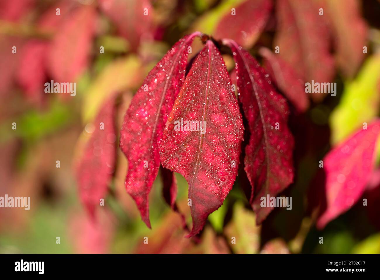 Red leaves of Winged euonymus (Euonymus alatus) in the autumn garden. Close up view. Stock Photo