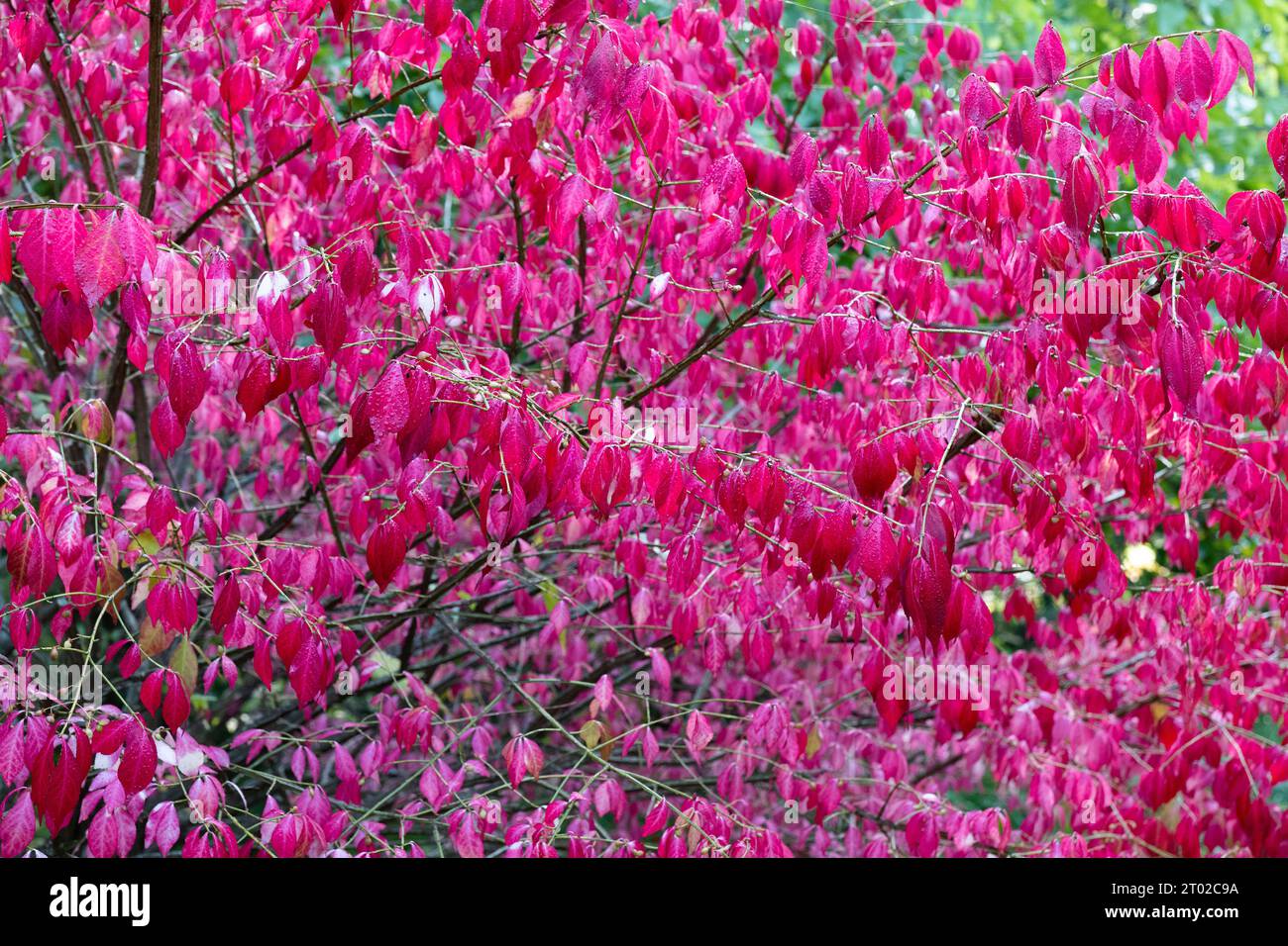 Autumn garden, bright pink bush of Winged euonymus (Euonymus alatus). Stock Photo