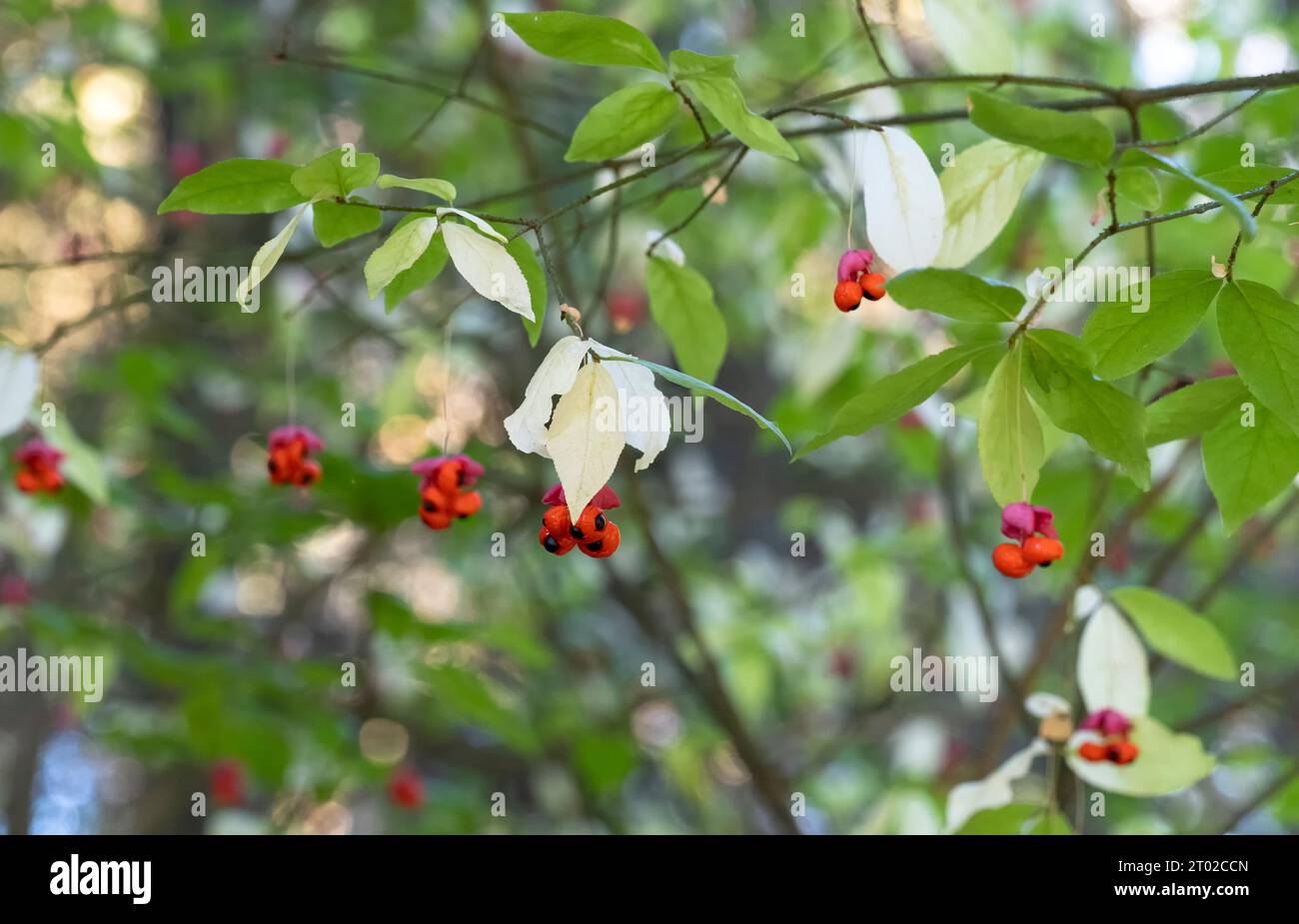 Autumn garden, blooming bush of Euonymus verrucosus. (Euonymus verrucosa). Stock Photo