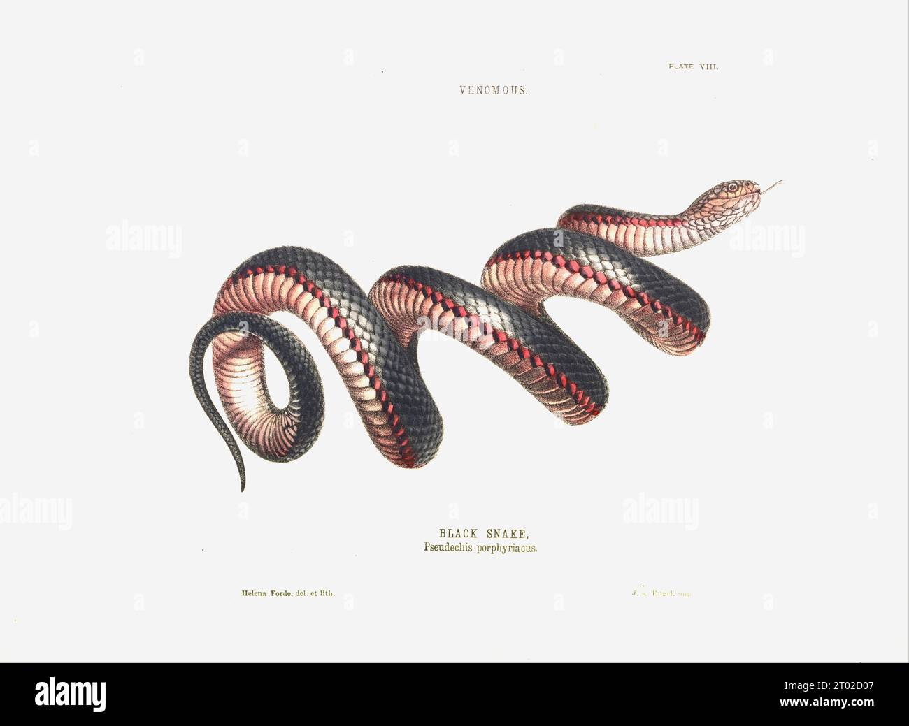 Helena Forde - Black Snake, Pseudechis porphyriacus- 1869 Stock Photo