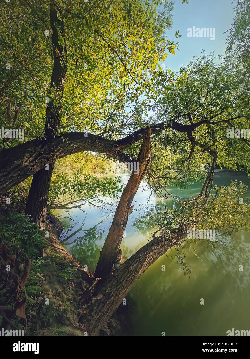 Wild nature view with willow trees growing above the water on the Prut riverbank Stock Photo