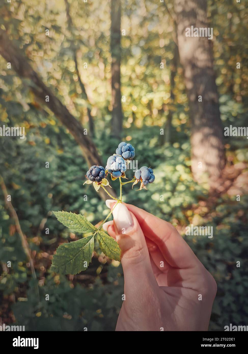 Female hand holding a twig with ripe wild blackberries. Fresh bio berries picked up up from the forest. Closeup bunch of bramble fruits in the woods, Stock Photo