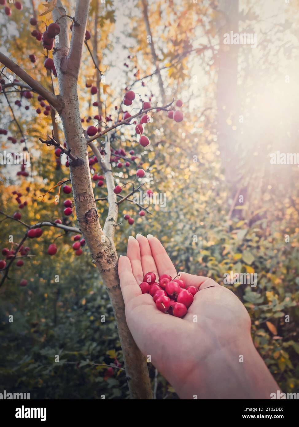 Woman hand holding fresh bio hawthorn berries after picking them up from the tree in the forest. Wildberries in the woods natural environment. Crataeg Stock Photo