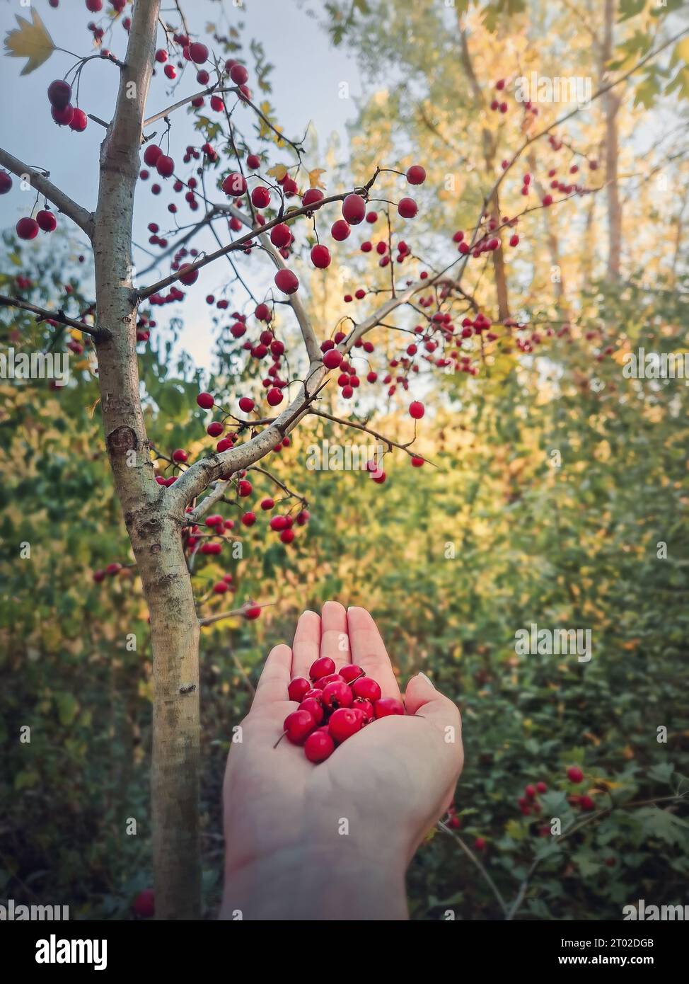Female hand holding fresh bio hawthorn berries after picking them up from the tree in the forest. Wildberries in the woods natural environment. Cratae Stock Photo