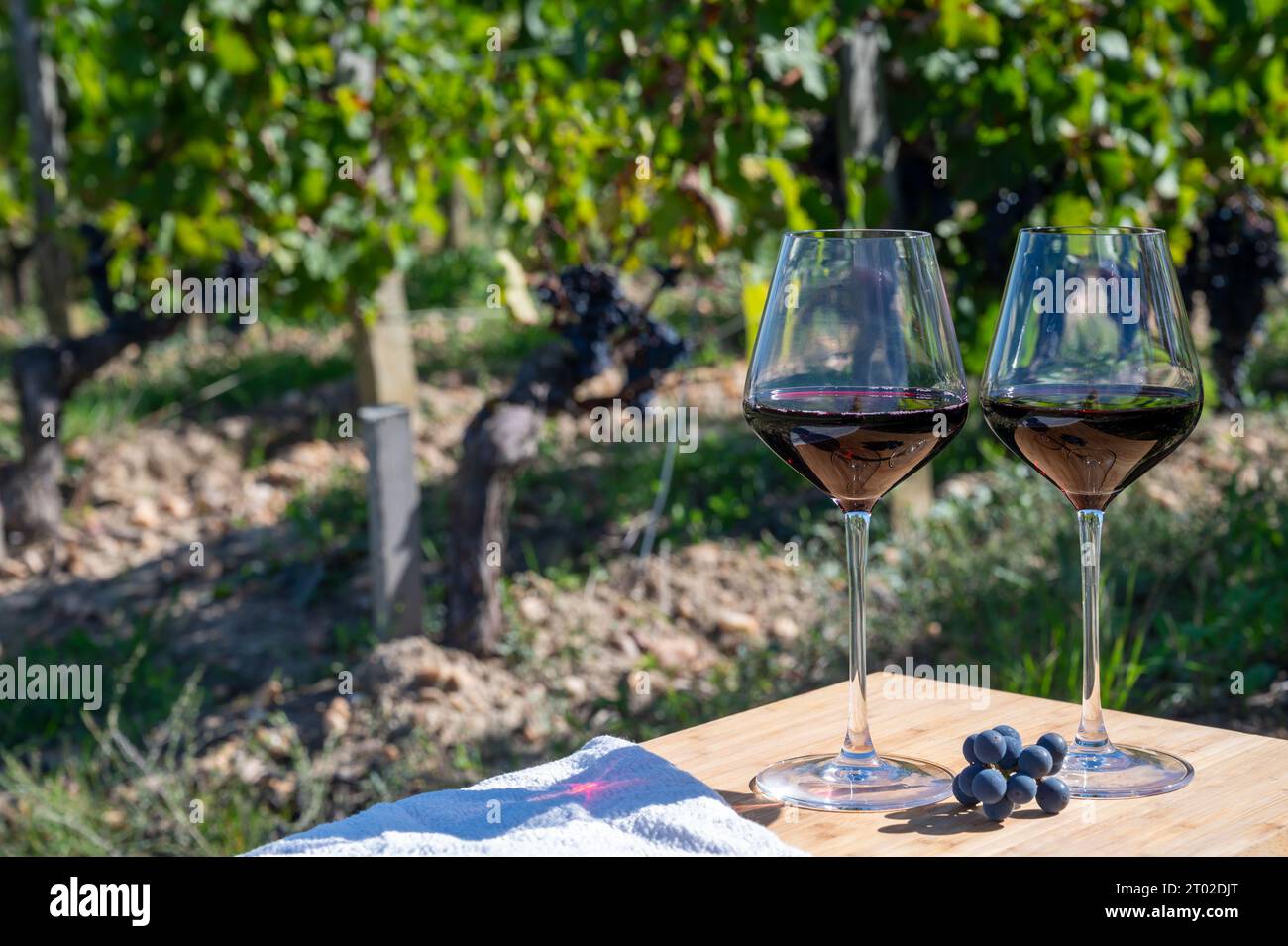 Wine tasting and rows of Merlot red grapes in Saint-Emilion wine making region, Pomerol,  right bank in Bordeaux, ripe and ready to harvest Merlot or Stock Photo