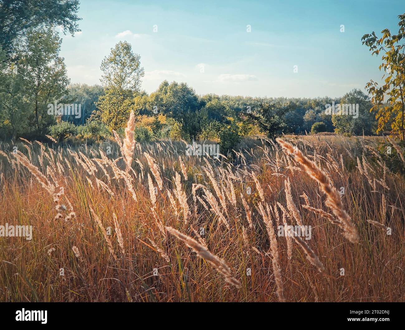 Autumn season landscape with foxtail reed swaying in the wind, picturesque countryside nature Stock Photo