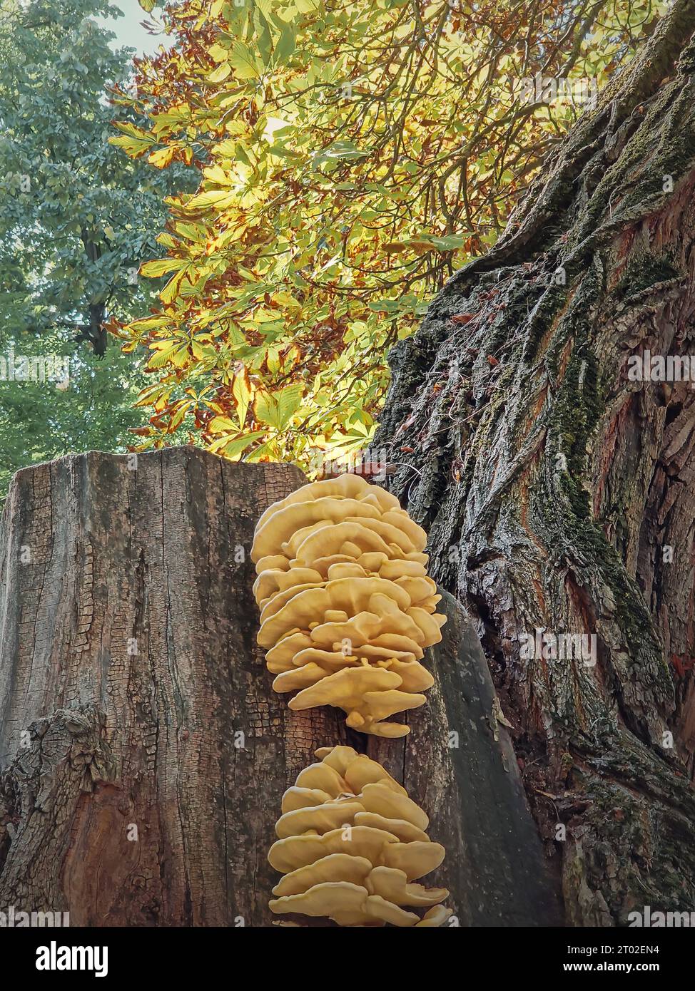 Closeup mushrooms growing on a chestnut tree stem. Laetiporus sulphureus known as chicken of the woods Stock Photo
