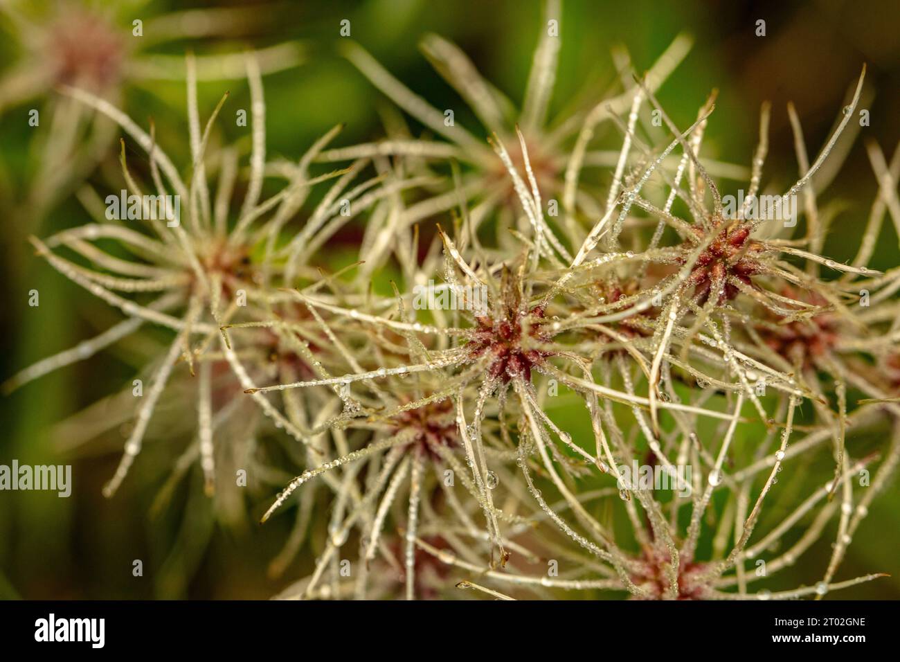 Natural close up plant portrait of Usnea Subfloridana (old man’s beard) showing natures chaos in its structure Stock Photo
