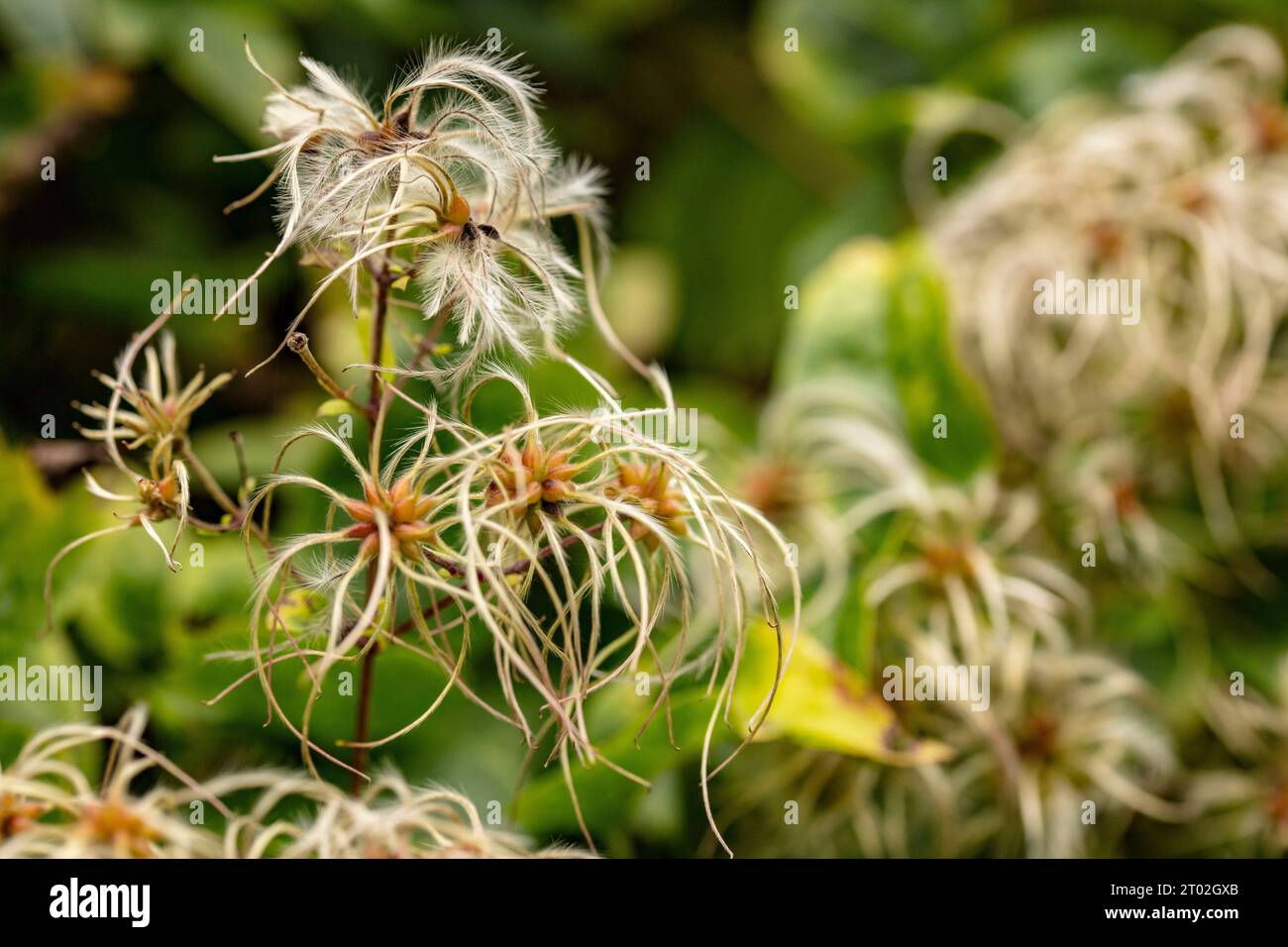 Natural close up plant portrait of Usnea Subfloridana (old man’s beard) showing natures chaos in its structure Stock Photo